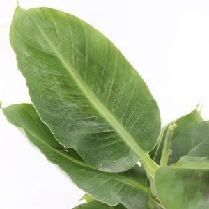 musa-tropicana-planthiza-zoom