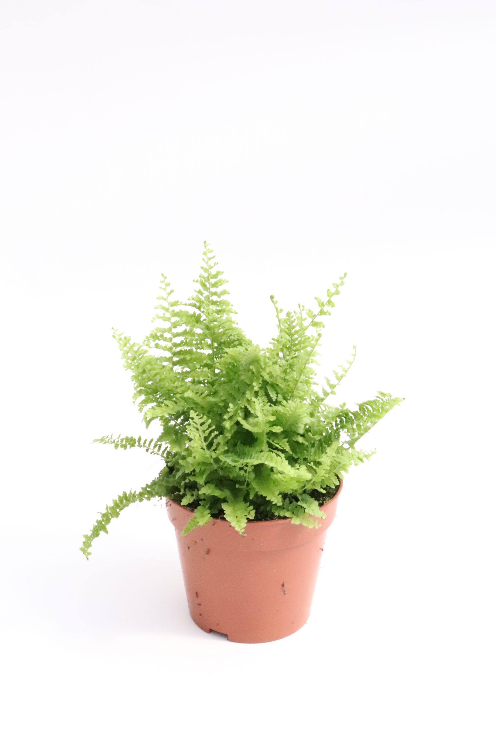 Nephrolepis exaltata 'Marisa' - Image 2