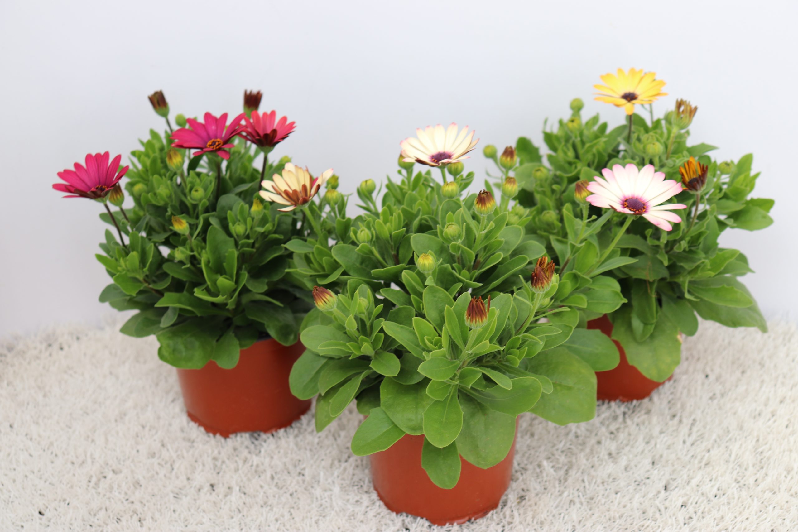 Margarida-Africana - Image 2