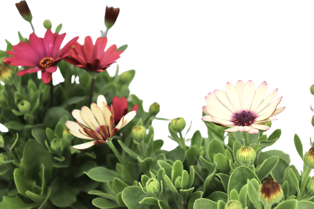 Margarida-Africana