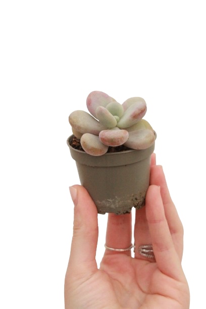 pachyphytum_pink_panter_v6_planthiza