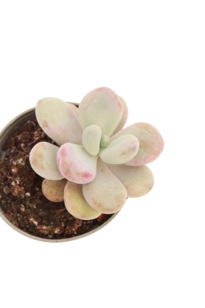 pachyphytum_pink_panter_v6_planthiza_zoom