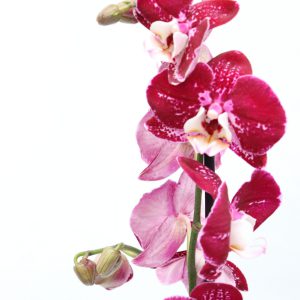 Phalaenopsis