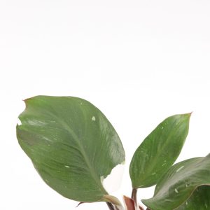 Philodendron erubescens 'White Knight'