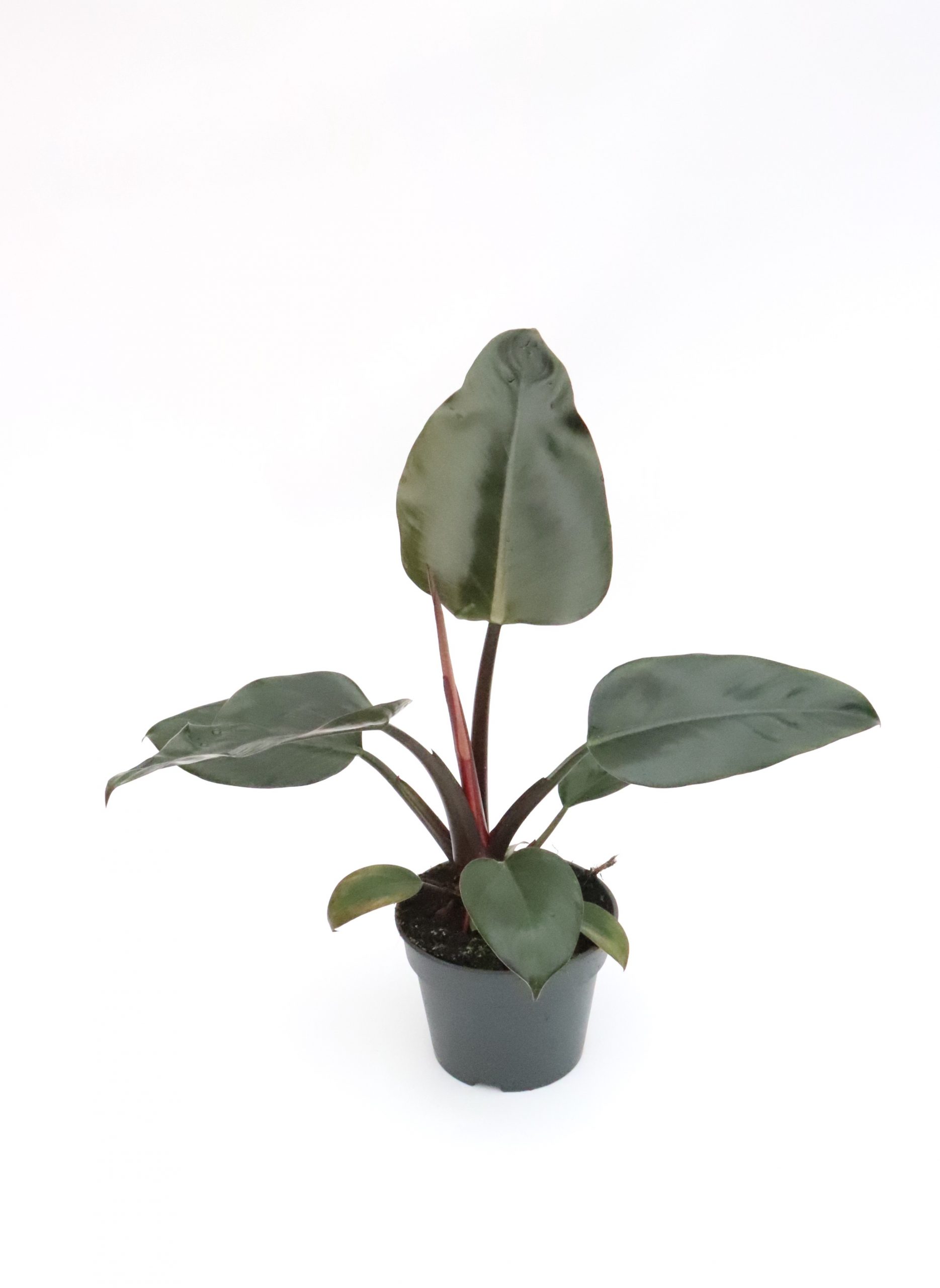 Philodendron imperial red - Image 3