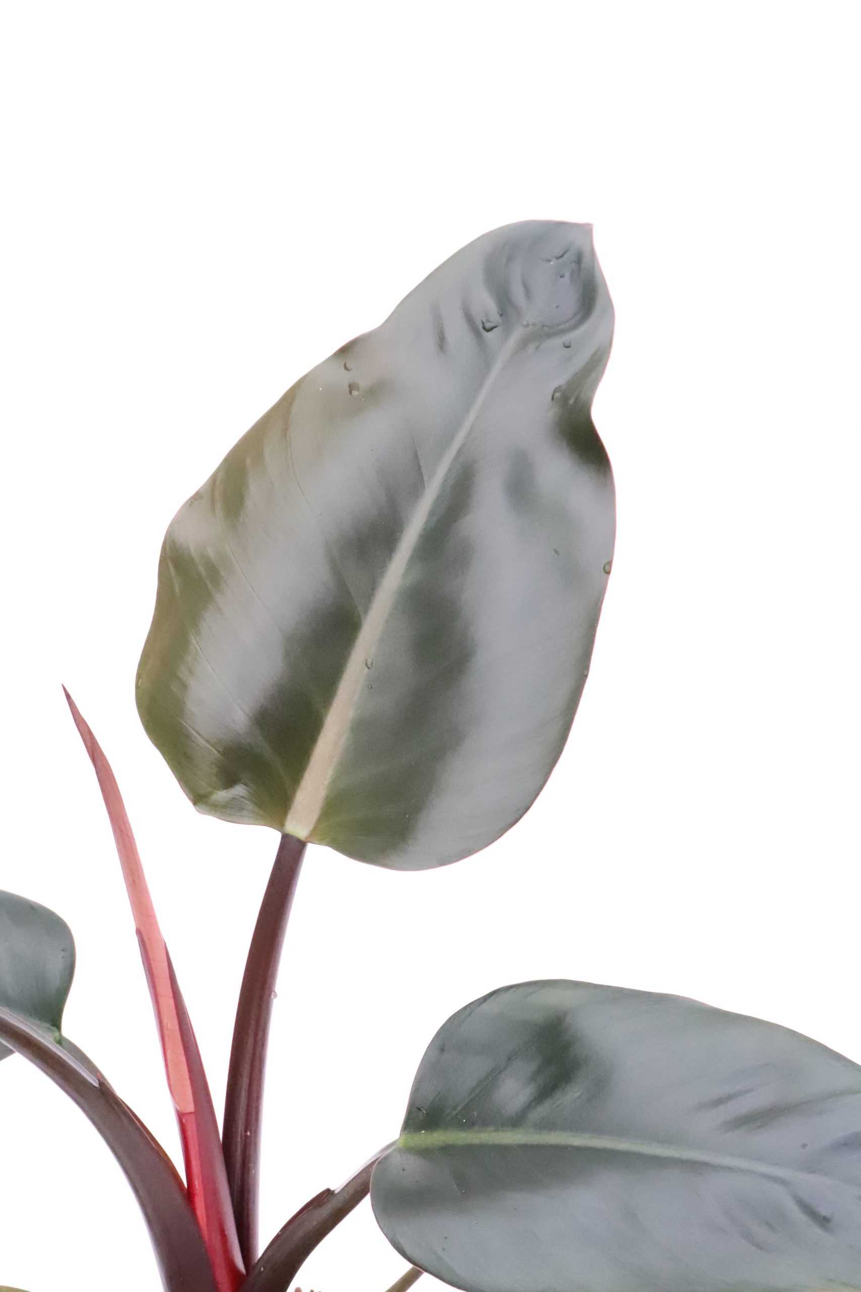 Philodendron imperial red - Image 2