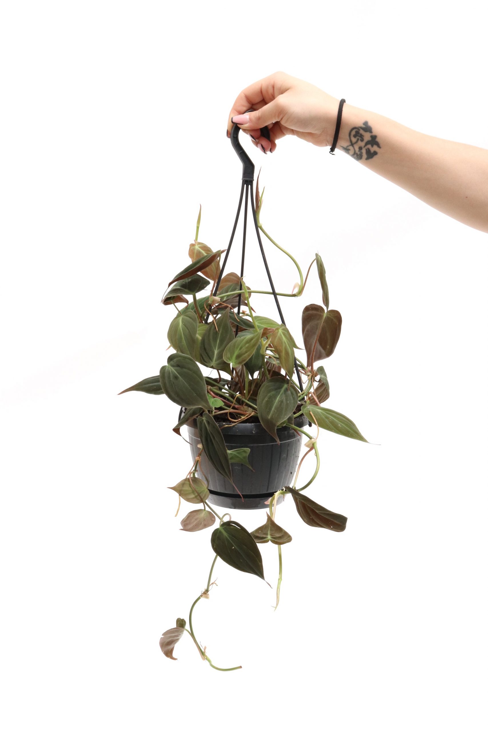Philodendron micans - Image 4