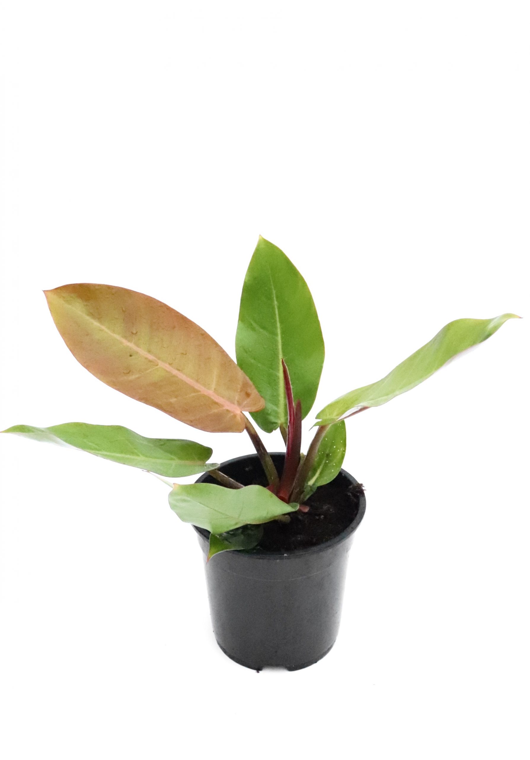 Philodendron 'Prince of Orange' - Image 4