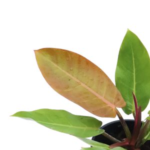 Philodendron 'Prince of Orange'
