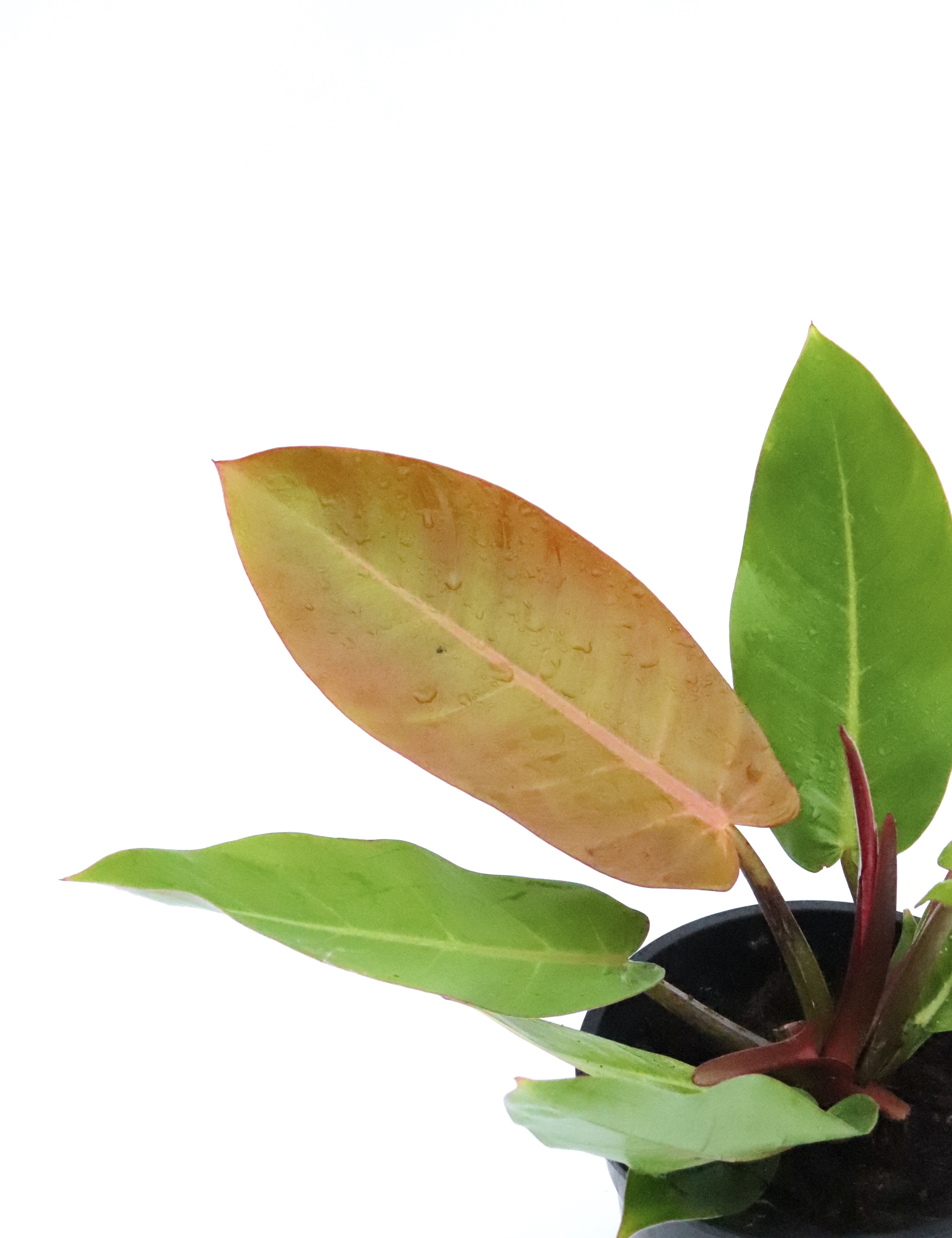 Philodendron 'Prince of Orange'