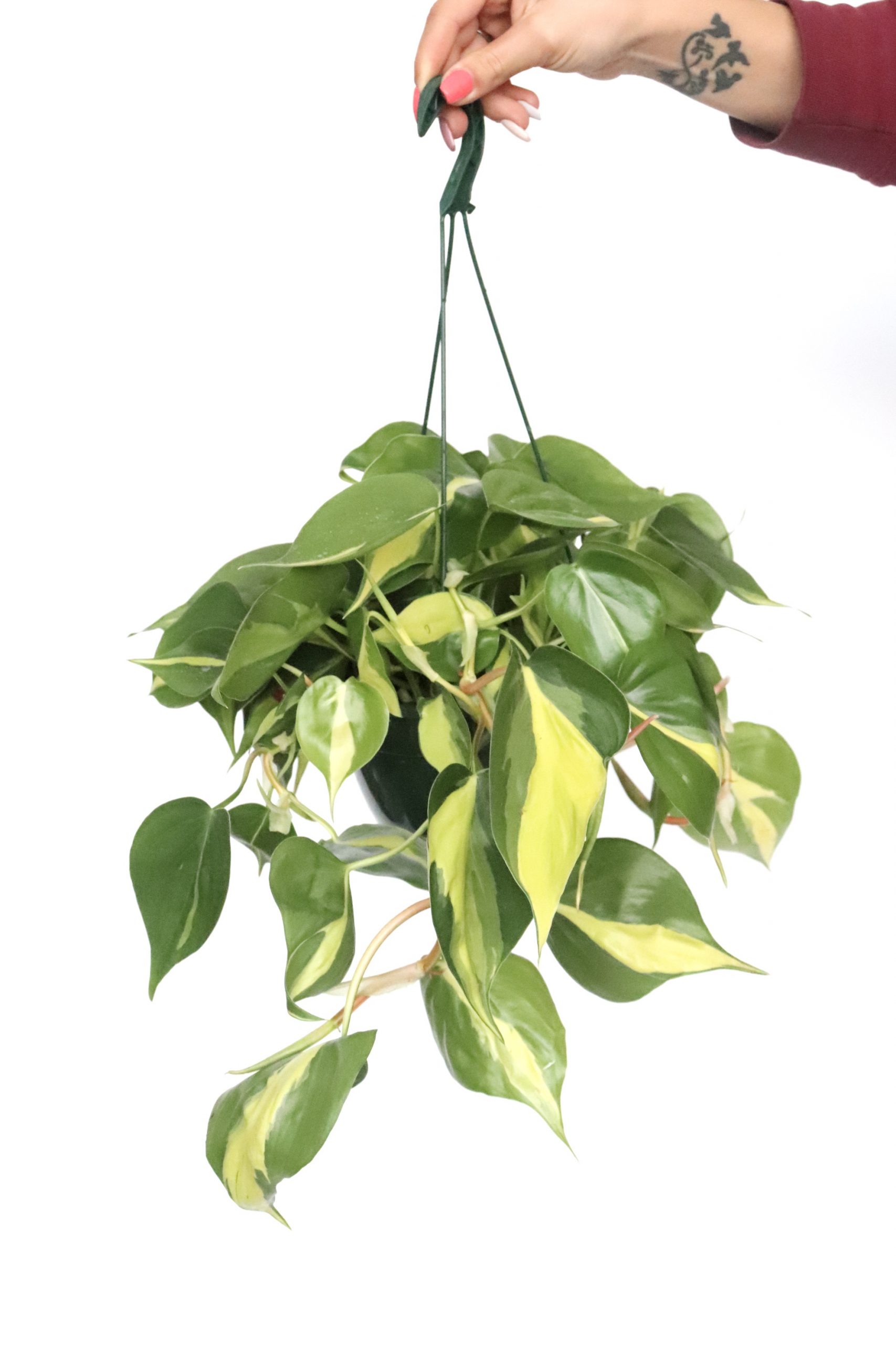 Philodendron scandens 'Brasil' - Image 6