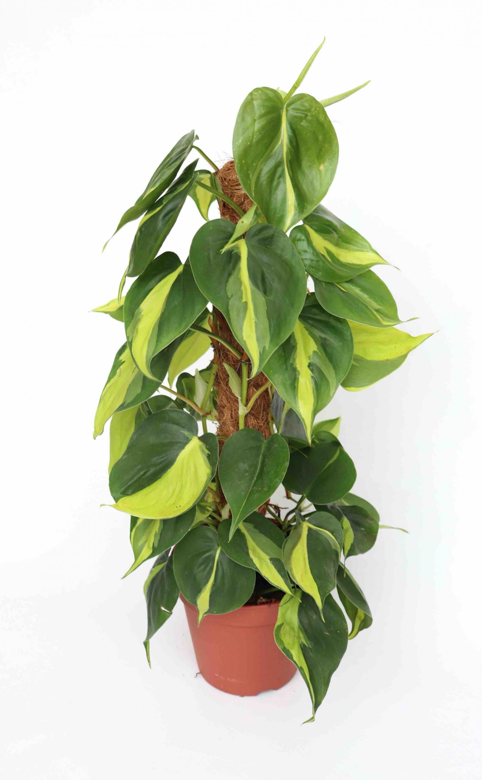 Philodendron scandens 'Brasil' - Image 7