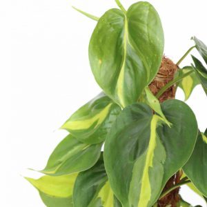 Philodendron scandens 'Brasil'