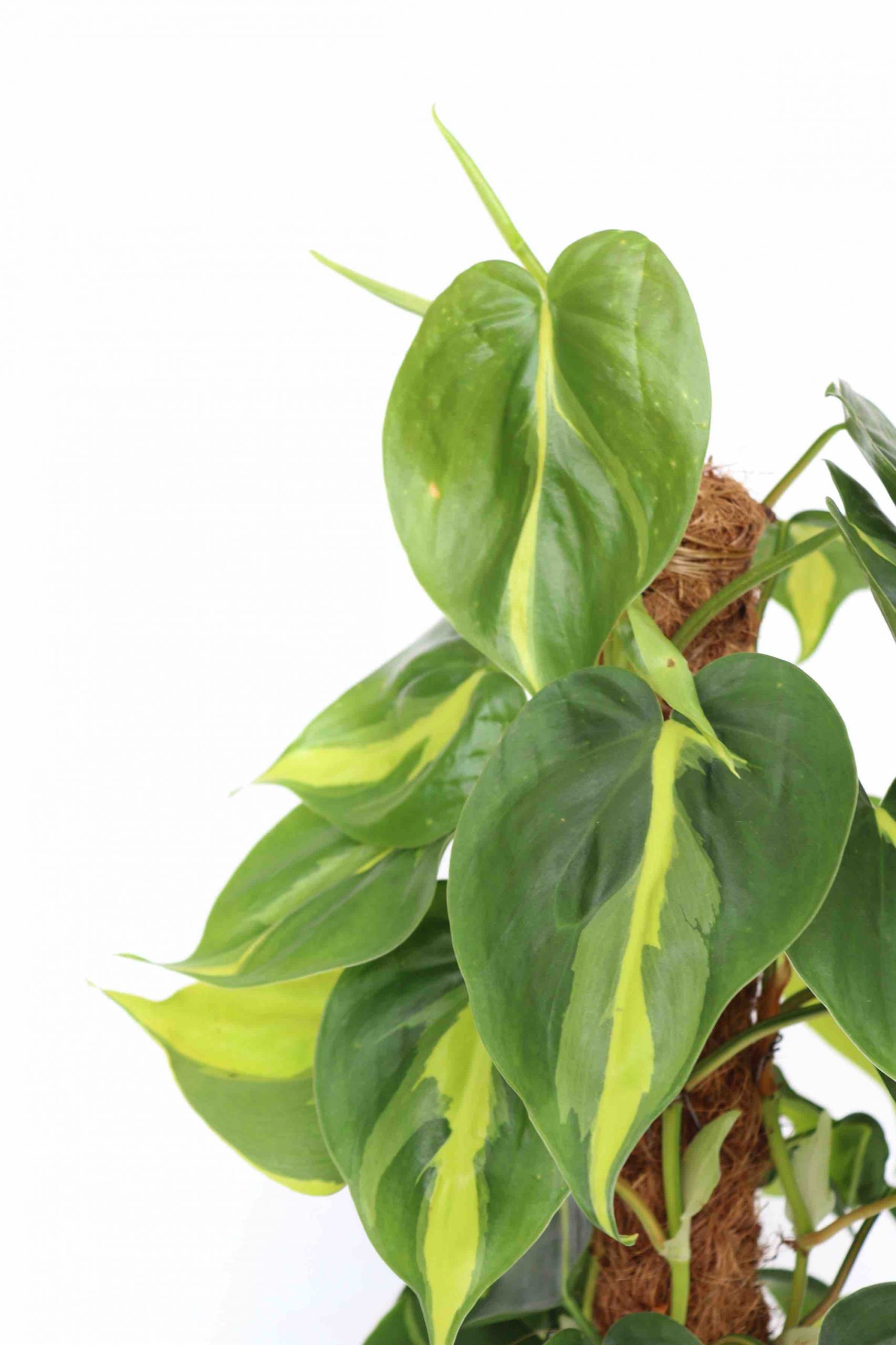 Philodendron scandens 'Brasil'