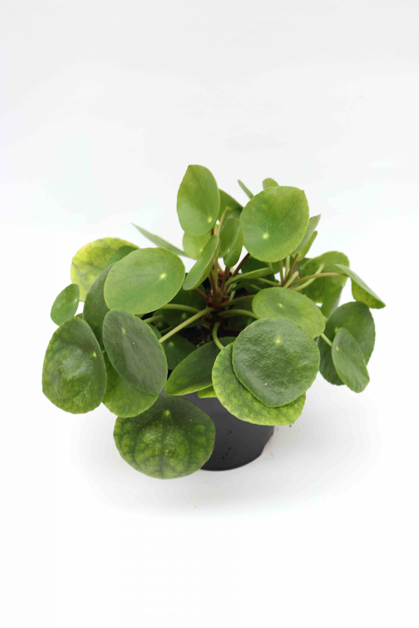 Pilea peperomioides - Image 2