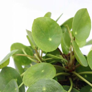 Pilea peperomioides