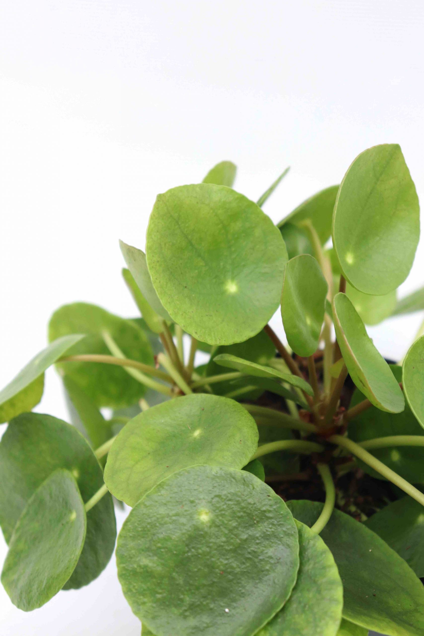 Pilea peperomioides