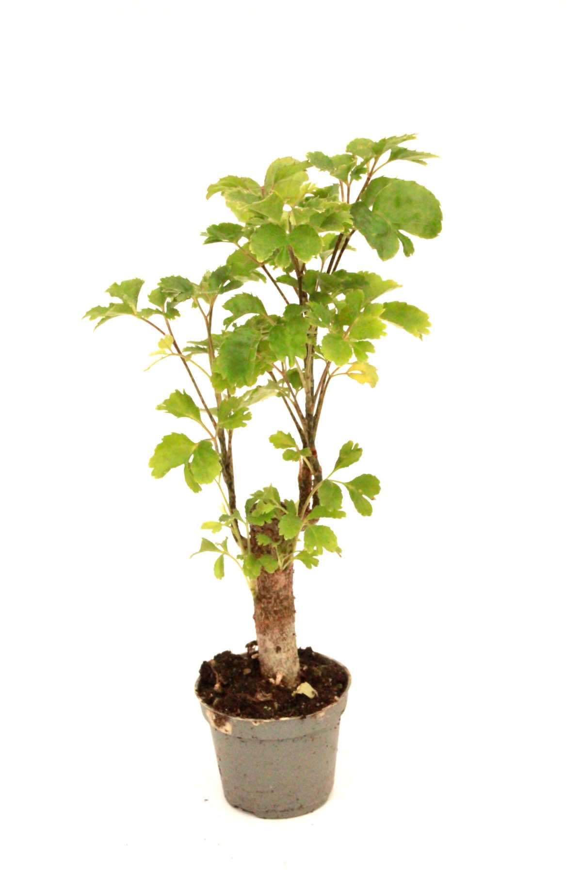 polyscias_fruticosa_v6_planthiza