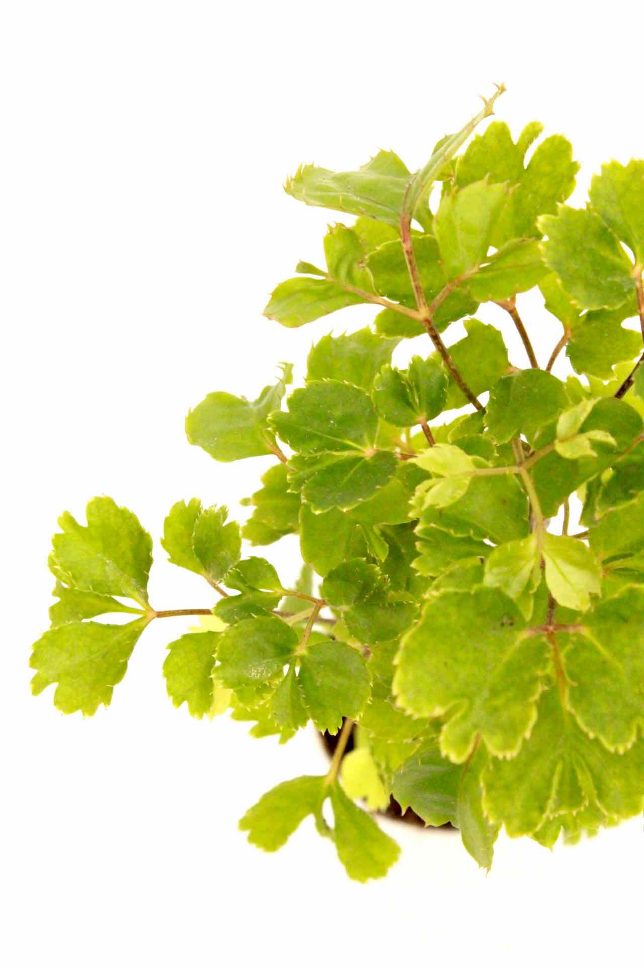 polyscias_fruticosa_v6_planthiza_zoom
