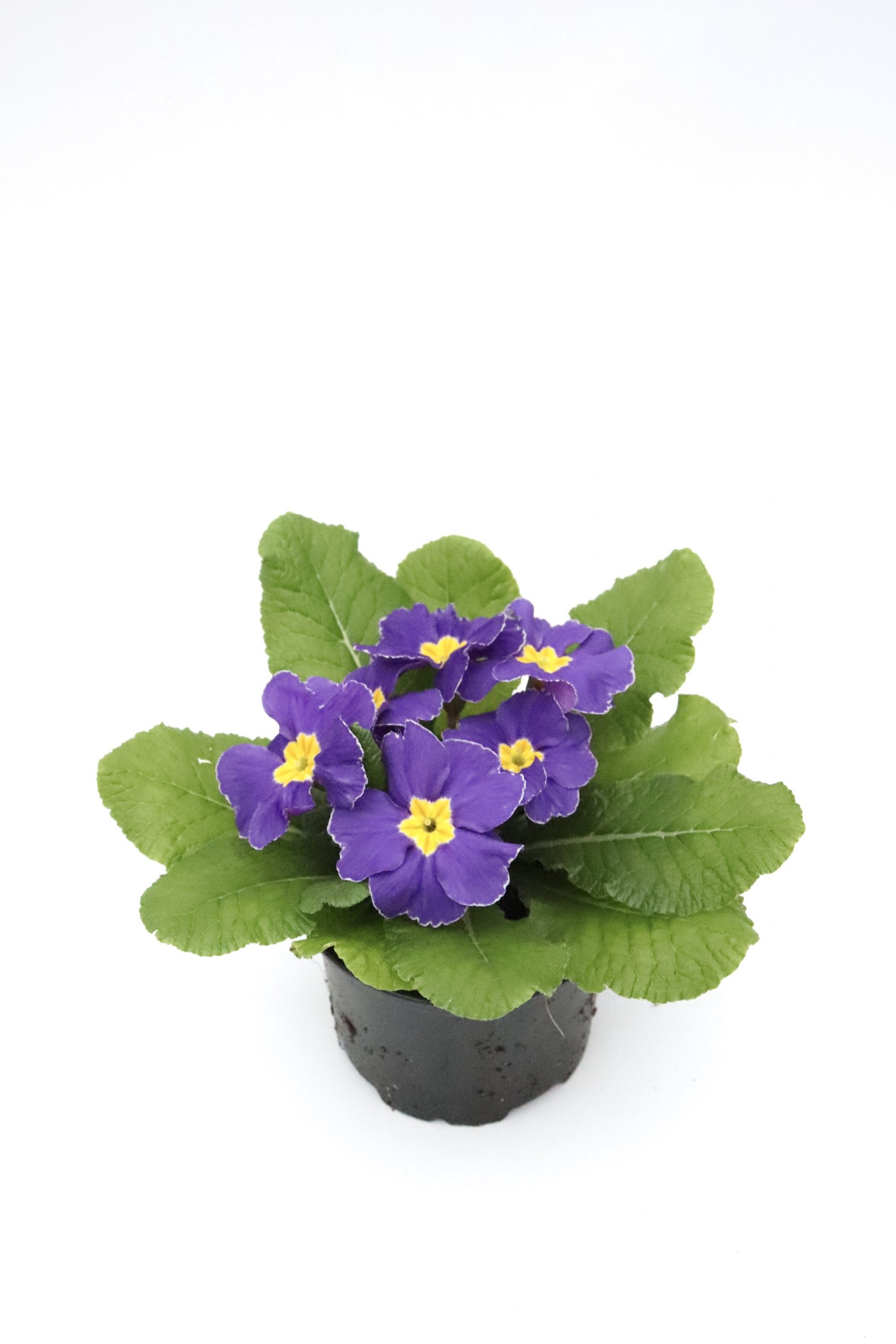 primula-roxa-v10