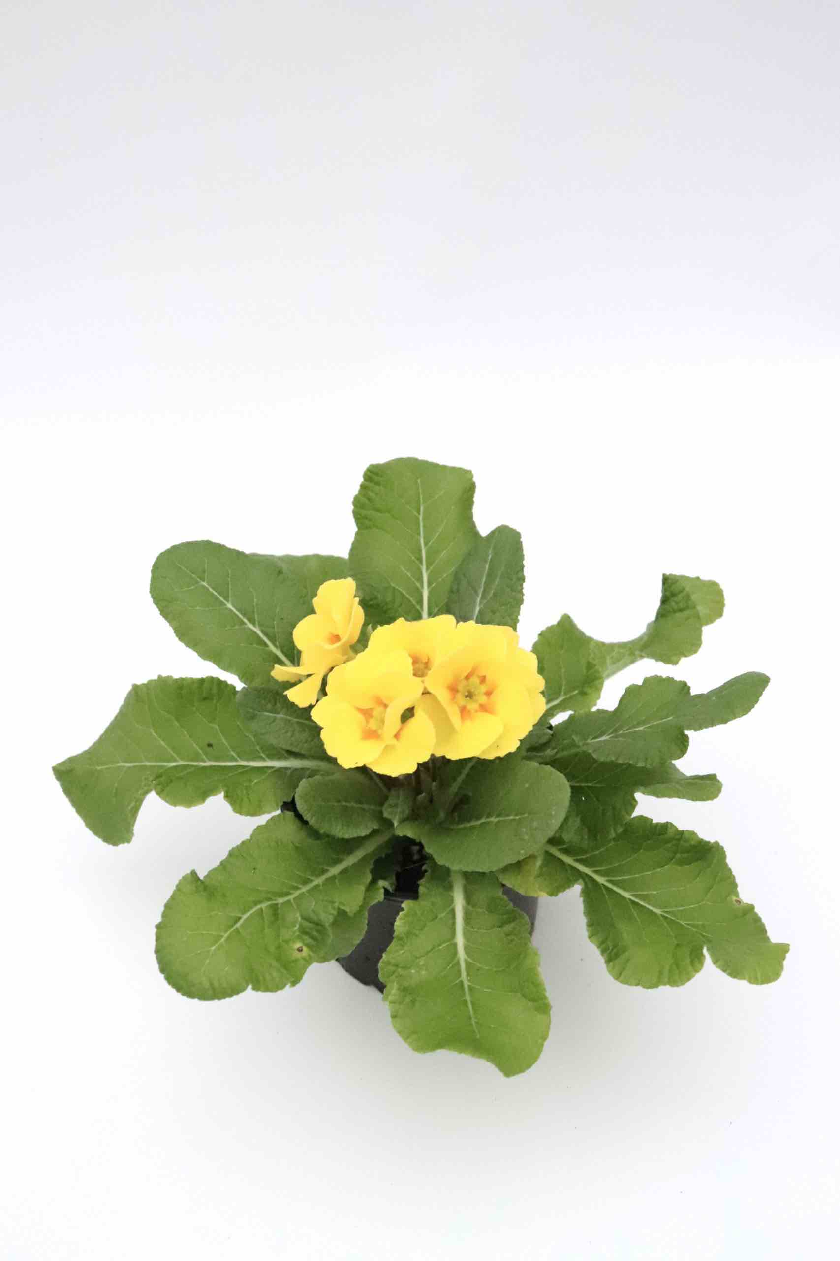 primula_amarela_planthiza