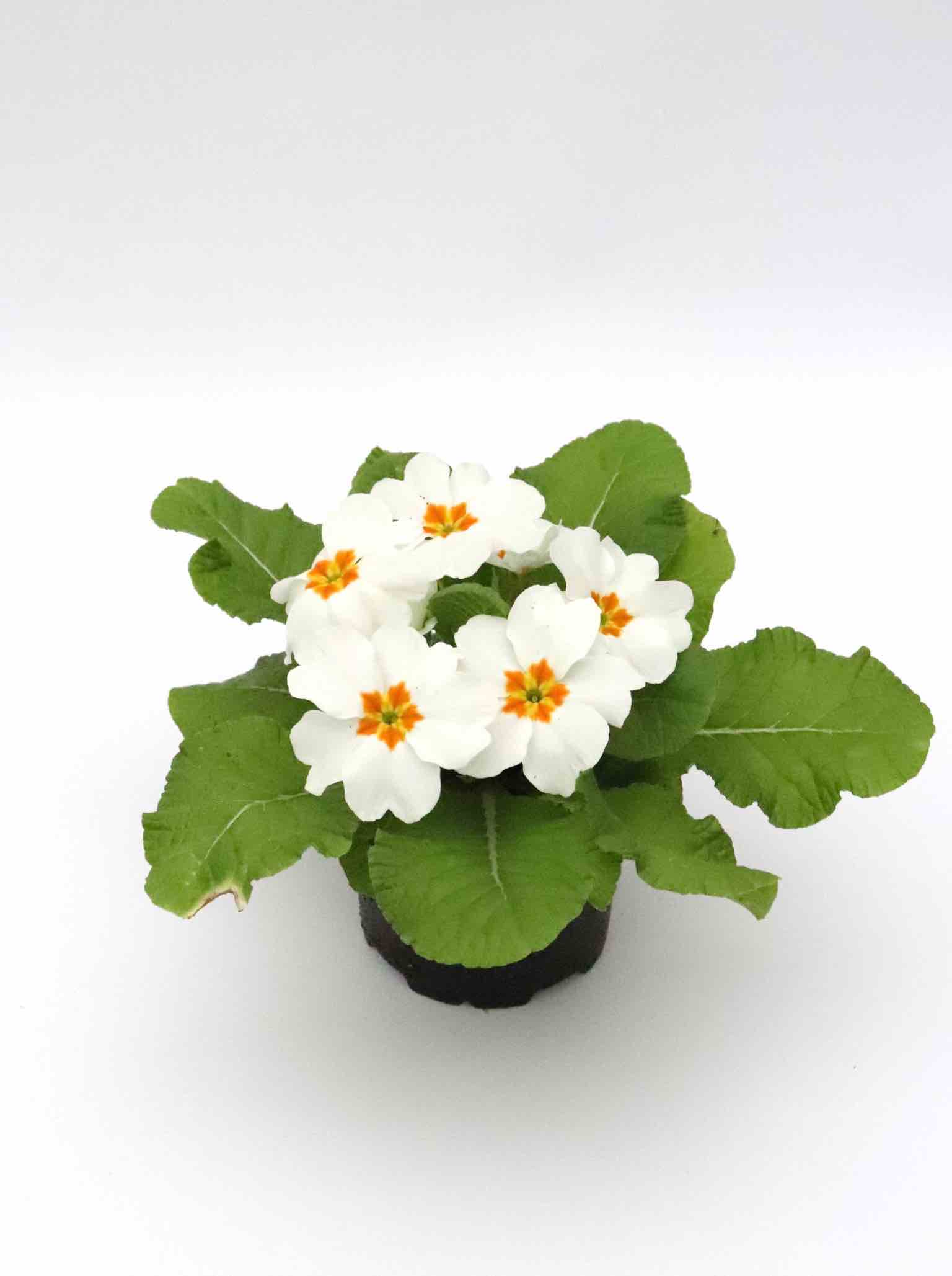 primula_branca_planthiza