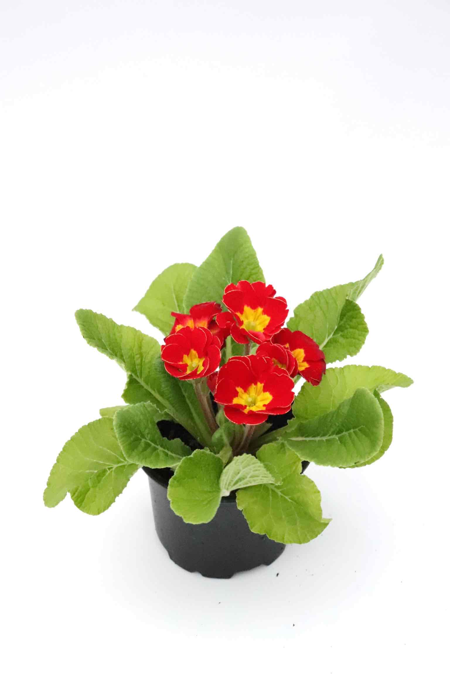 primula_encarnada_planthiza