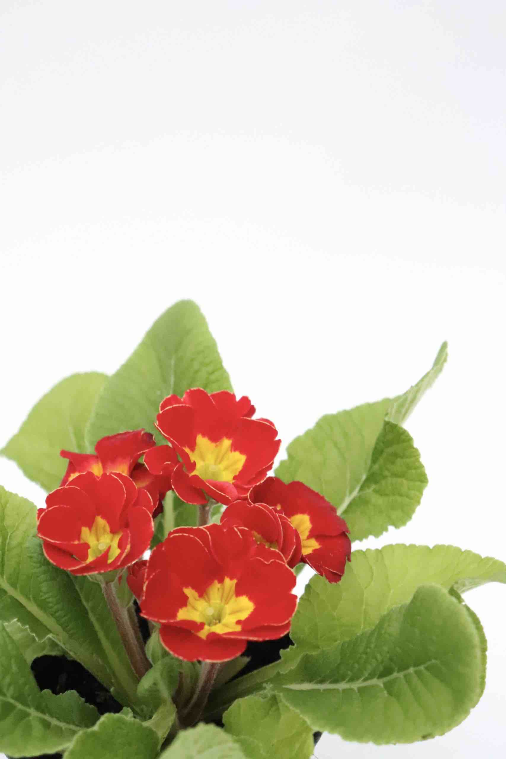 primula_encarnada_planthiza_zoom