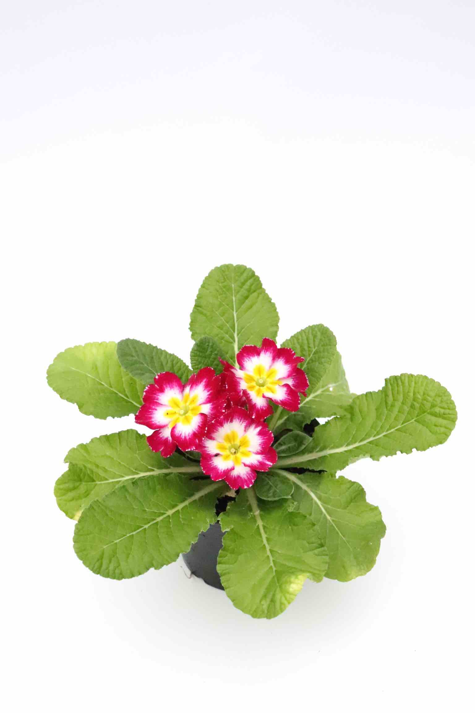 primula_fuschia_planthiza