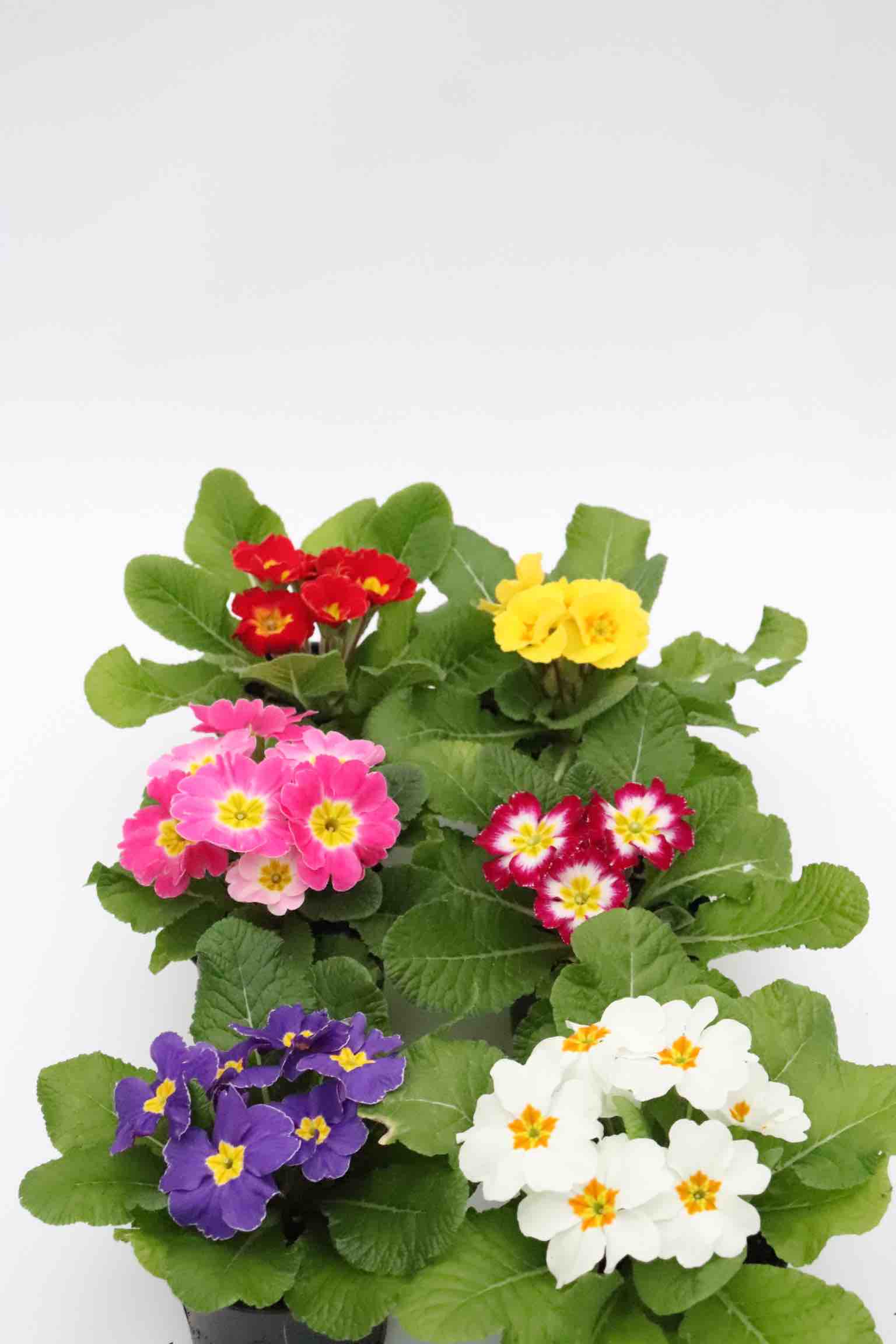 primula_mix_planthiza