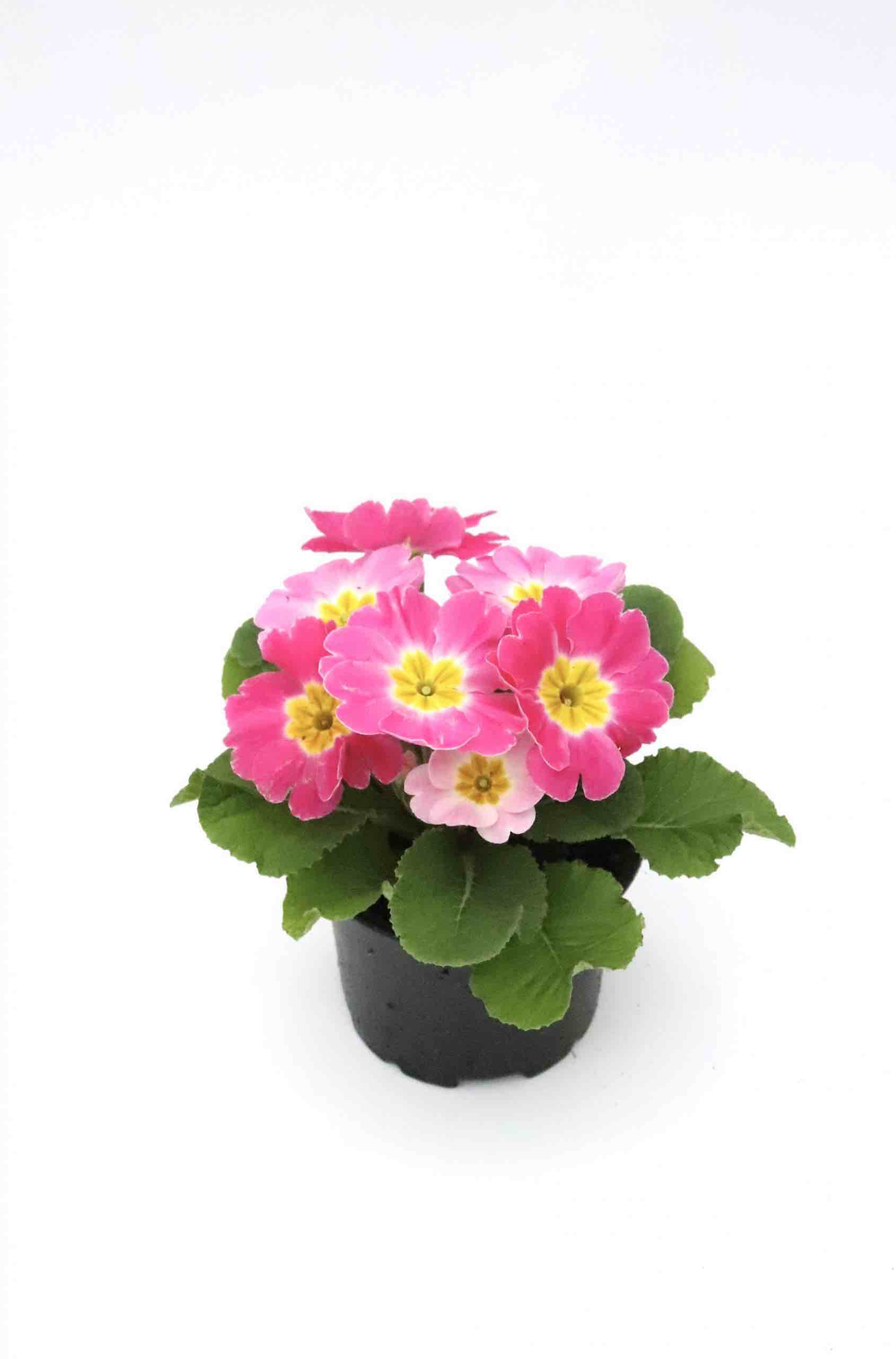 primula_rosa_planthiza