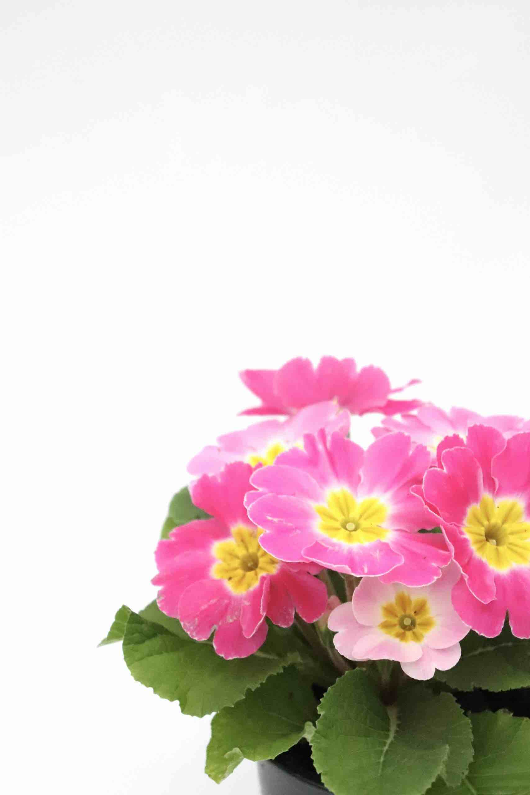 primula_rosa_planthiza_zoom