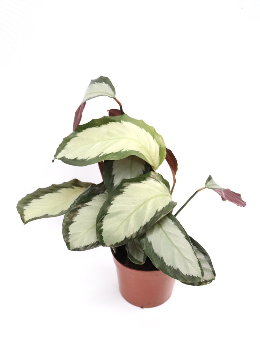 Calathea picturata 'Argyrea' - Image 3