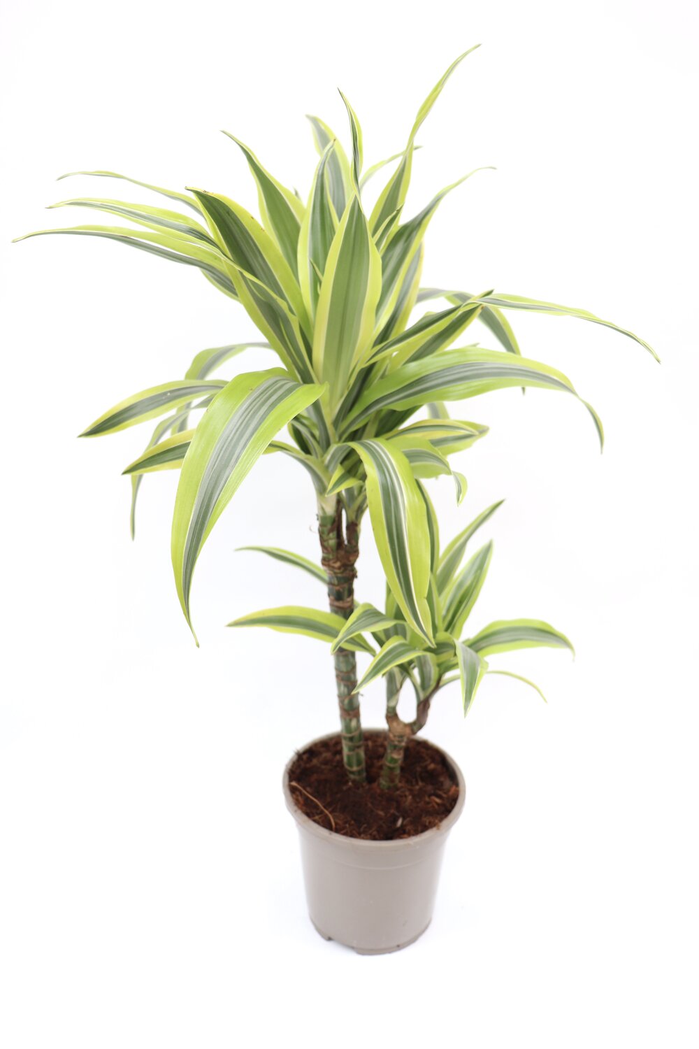Dracaena fragrans 'Lemon lime' - Image 11