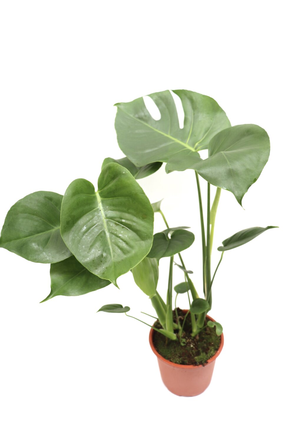 Monstera deliciosa - Image 5