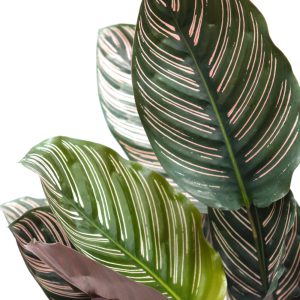 Calathea ornata 'Sanderiana'