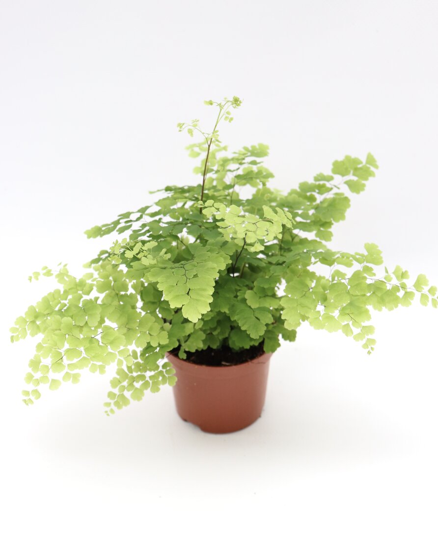 Adiantum fragans - Image 2