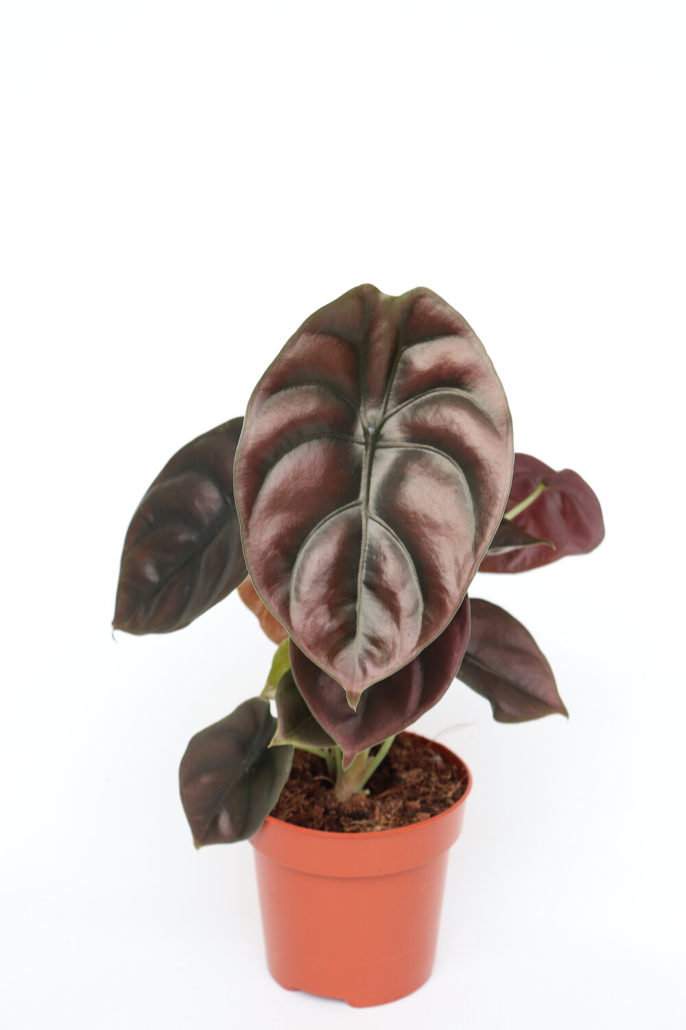 Alocasia cuprea 'Red Secret' - Image 4