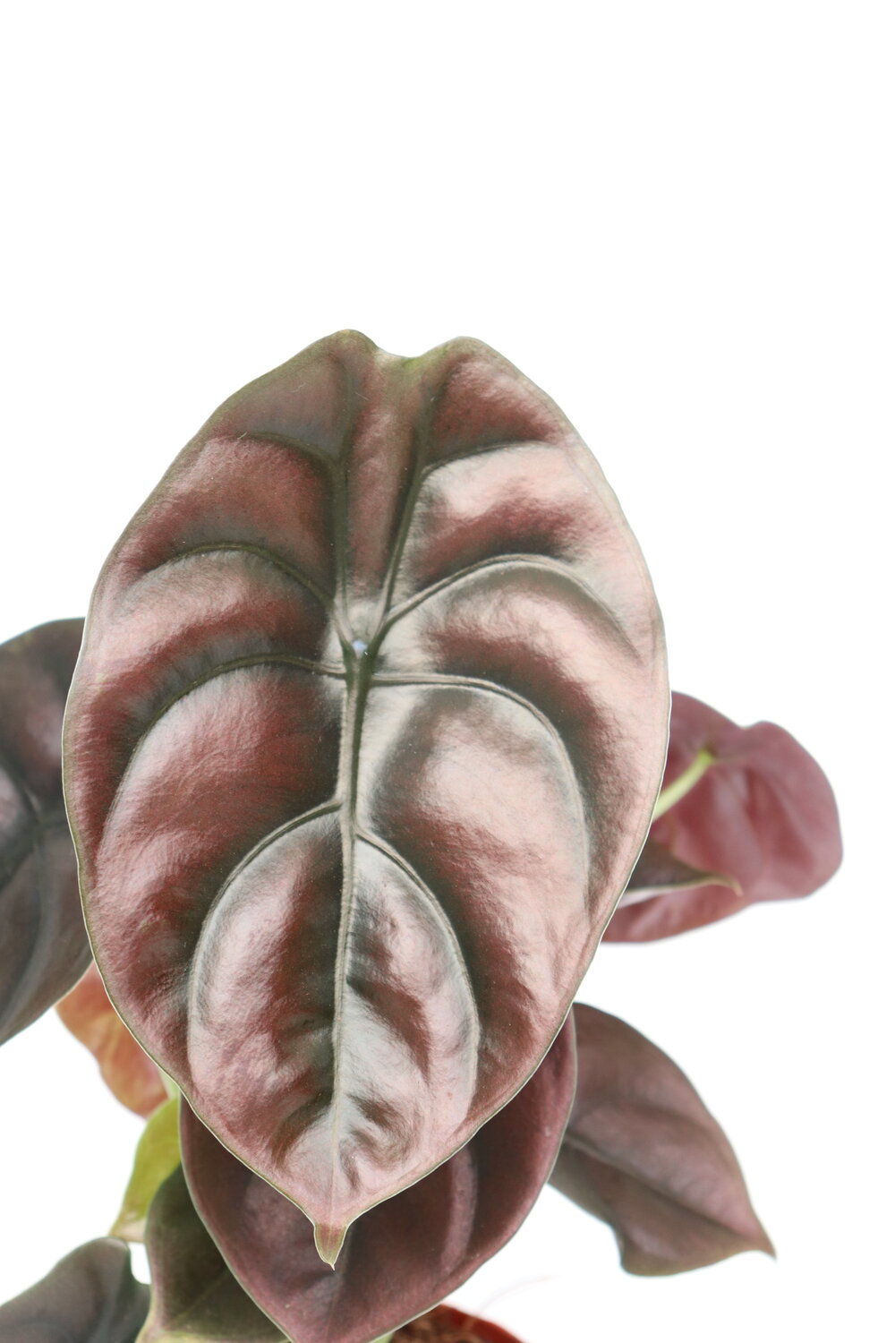Alocasia cuprea 'Red Secret'