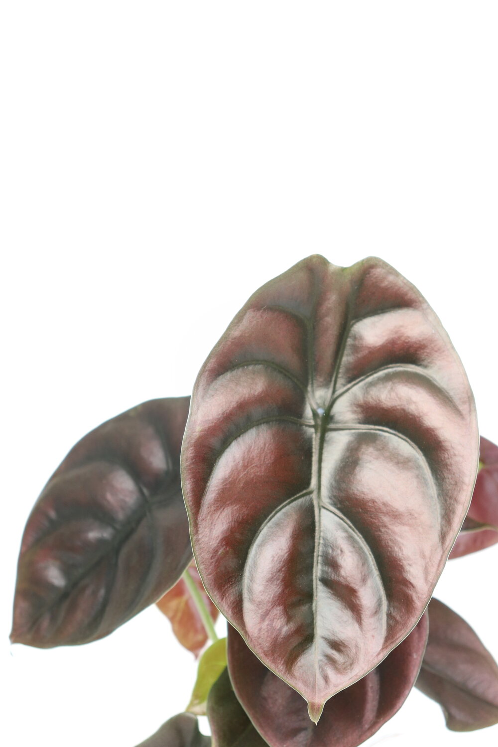 Alocasia cuprea 'Red Secret' - Image 5