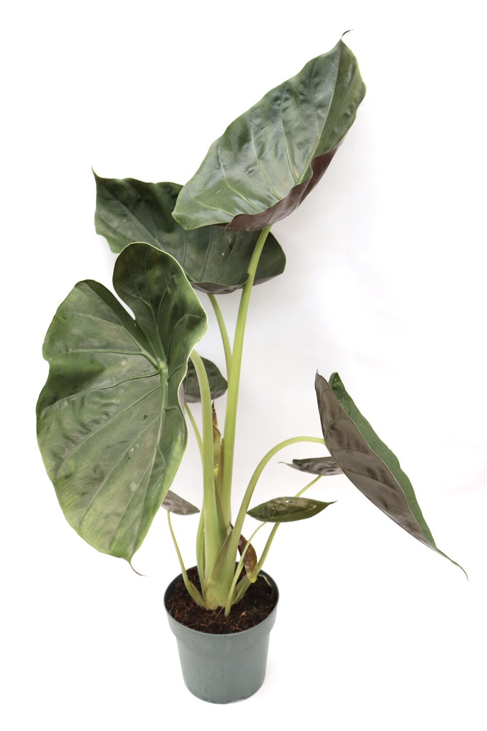 Alocasia wentii - Image 3