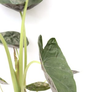 Alocasia wentii