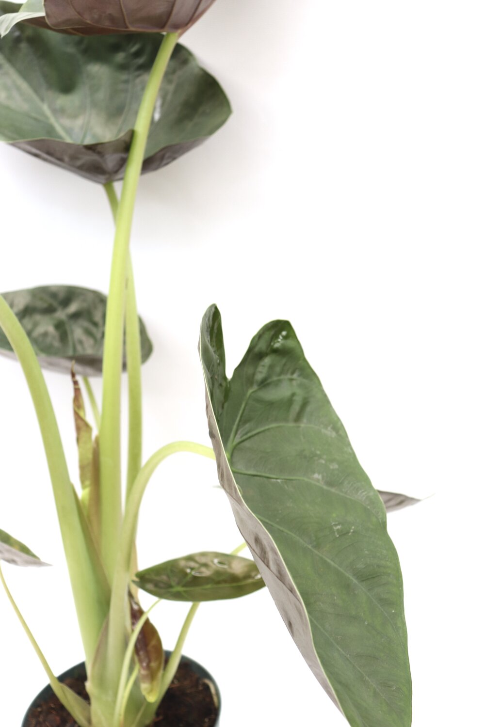 Alocasia wentii