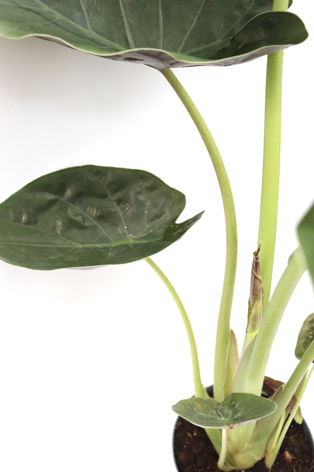Alocasia wentii - Image 2