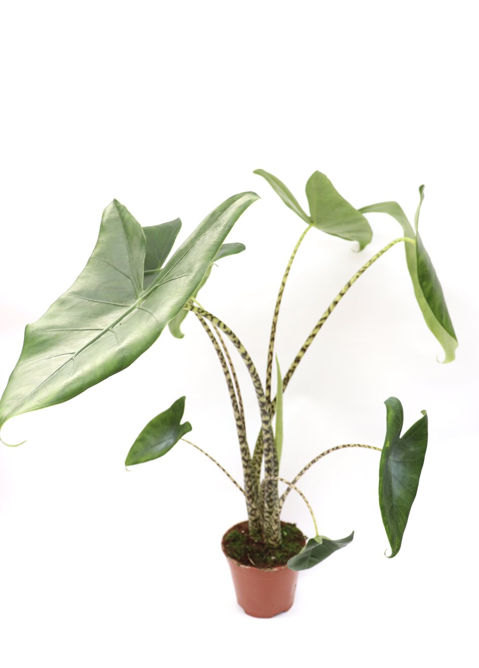 alocasia-zebrina-planthiza