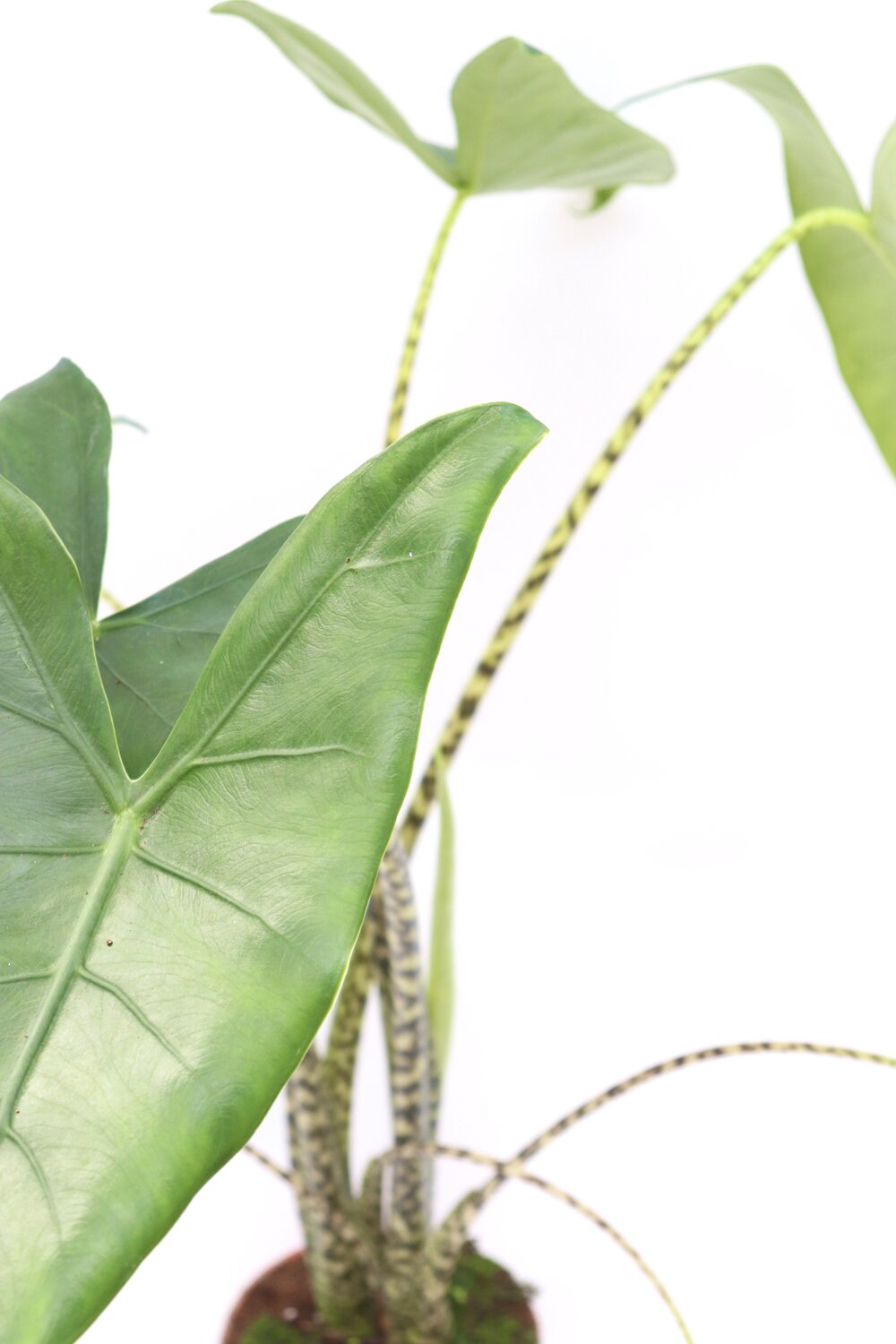 Alocasia zebrina