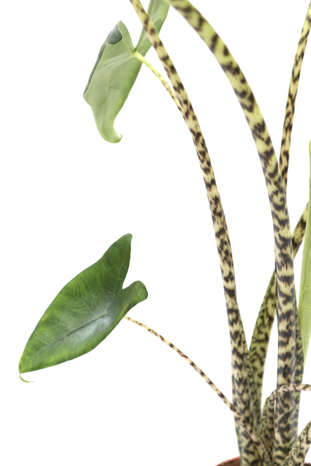 Alocasia zebrina - Image 2