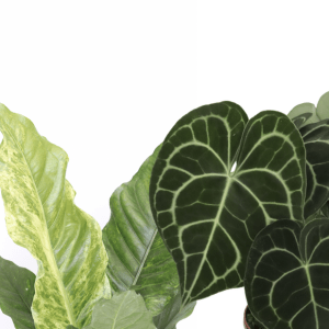 Anthurium