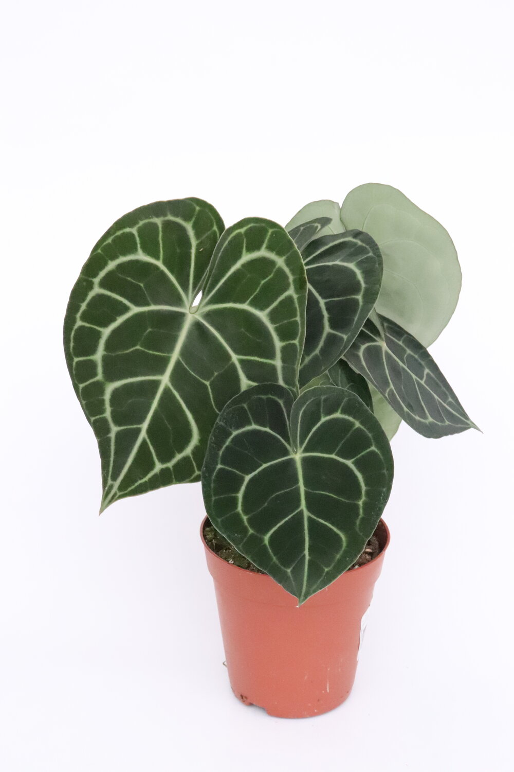 Anthurium clarinervium - Image 3