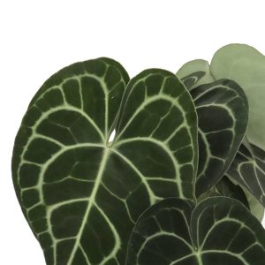 rsz_anthurium-clarinervium-zoom-planthiza